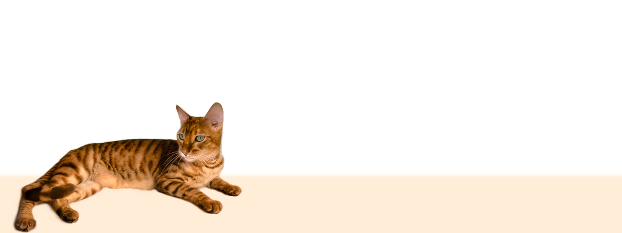 тойгер лежит